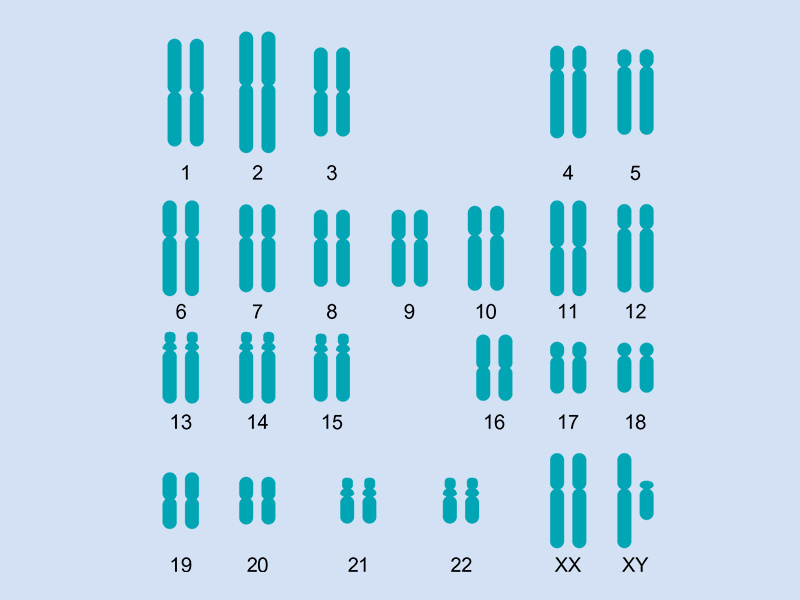 染色體倒位的危害及倒位現象匯總(圖1)