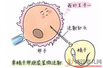 沒有卵泡能做試管嬰兒嗎(圖1)