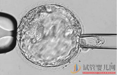 一代、二代、三代試管嬰兒究竟有什么區(qū)別(圖4) 一代、二代、三代試管嬰兒究竟有什么區(qū)別(圖4)