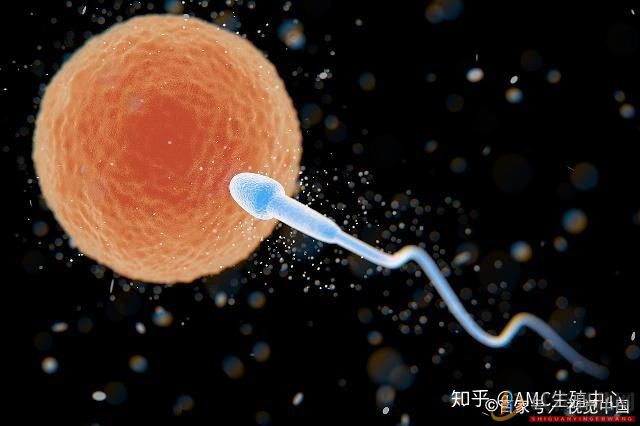 試管嬰兒和普通嬰兒有什么區(qū)別(圖3) 西昌試管嬰兒和普通嬰兒有什么區(qū)別(圖3)