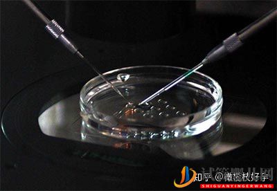 做試管嬰兒流程最全講解(圖3)