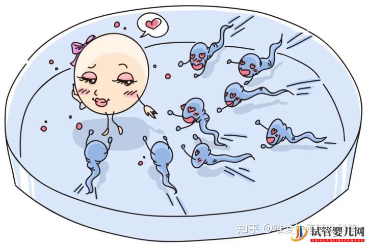 公立醫(yī)院試管嬰兒多少錢(qián)一次？一代二代三代費(fèi)用明細(xì)(圖1)