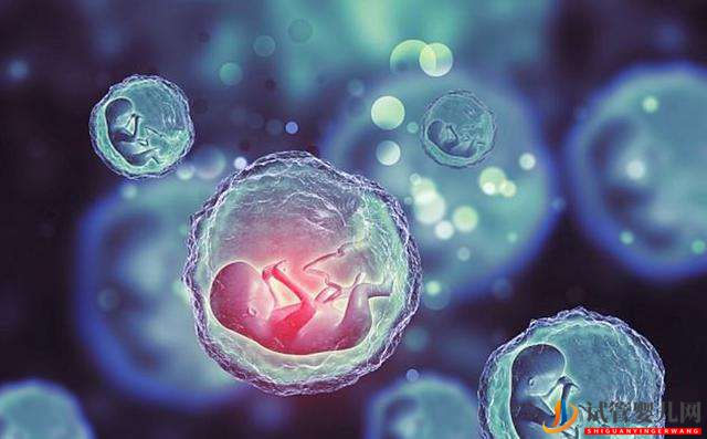 試管嬰兒過程鮮胚、凍胚、囊胚哪個移植成功率高？(圖1)