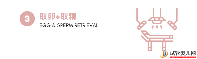 試管嬰兒步驟詳解(圖4)