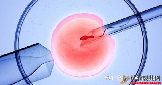 做試管嬰兒的全過程,一切順利的話(圖2)