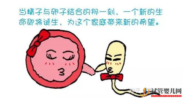 從零開(kāi)始做試管嬰兒的全過(guò)程干貨分享(圖3)