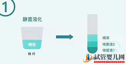 試管嬰兒中的“洗精”究竟是怎么洗的？(圖1)