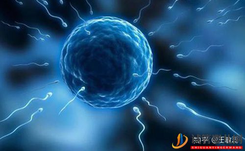 男性少精弱精是先治療還是直接做試管嬰兒(圖1) 男性少精弱精是先治療還是直接做試管嬰兒(圖1)