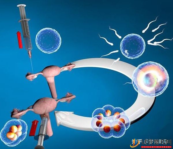 美國試管專家教你自測試管嬰兒成功率的方法(圖13) 美國試管專家教你自測試管嬰兒成功率的方法(圖13)