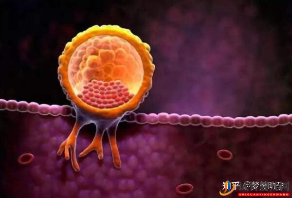 美國試管專家教你自測試管嬰兒成功率的方法(圖17) 美國試管專家教你自測試管嬰兒成功率的方法(圖17)