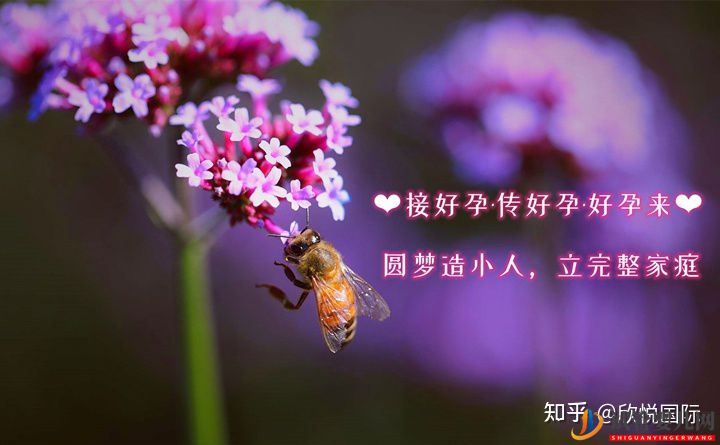 美國試管嬰兒成功率流程_海外試管嬰兒費用流程咨詢(圖1)