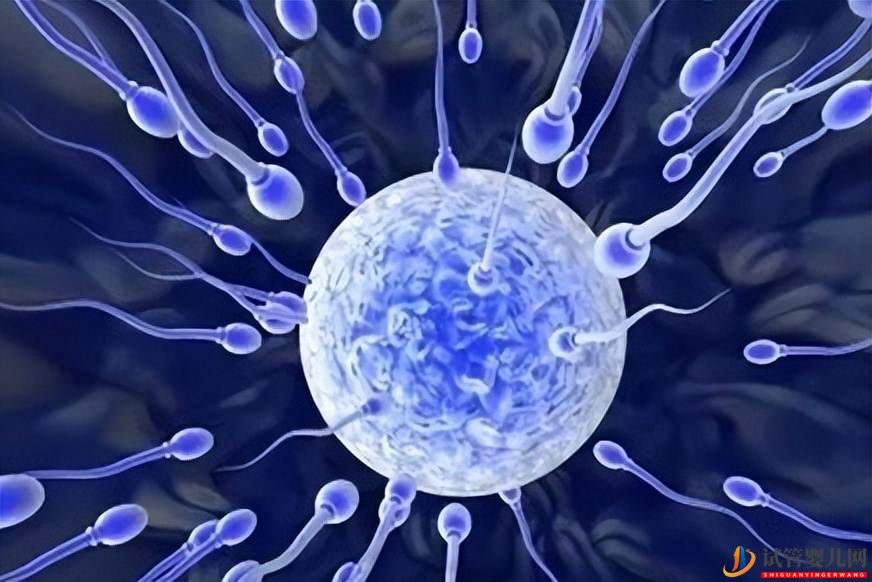 第二代試管嬰兒，胚胎質(zhì)量會(huì)好嗎？(圖1)