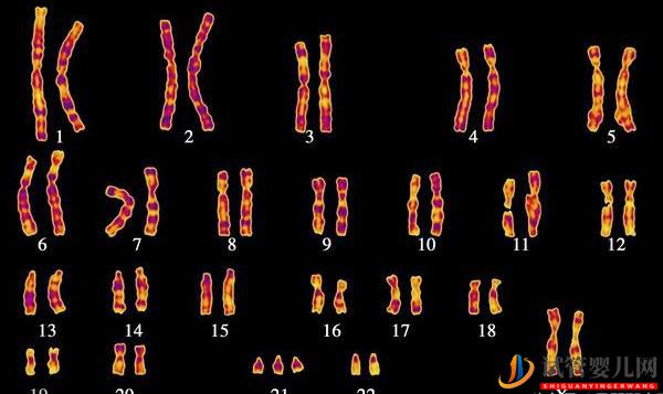 花費7.6萬國內IVF生下唐氏女寶，美國試管嬰兒可預防嗎？(圖1)