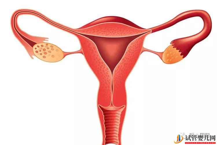 習(xí)慣性流產(chǎn)可以做供卵試管避免嗎？流產(chǎn)后多久可以做試管嬰兒？(圖1)