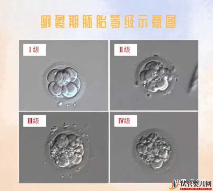 你的胚胎“算老幾”_解密鮮胚囊胚等級(圖2)
