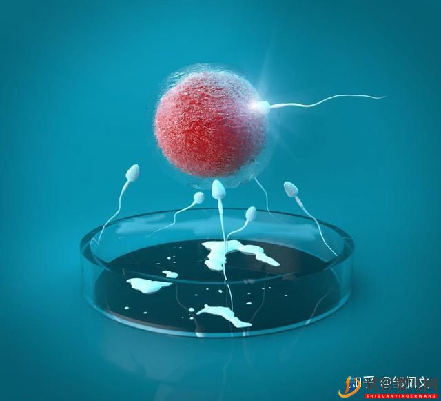 國內第三代試管嬰兒移植前后,這些激素值很重要!(圖1)