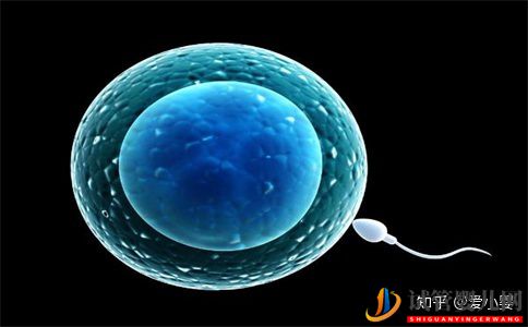 三代試管一個(gè)周期是什么意思(圖3) 銅仁三代試管一個(gè)周期是什么意思(圖2)