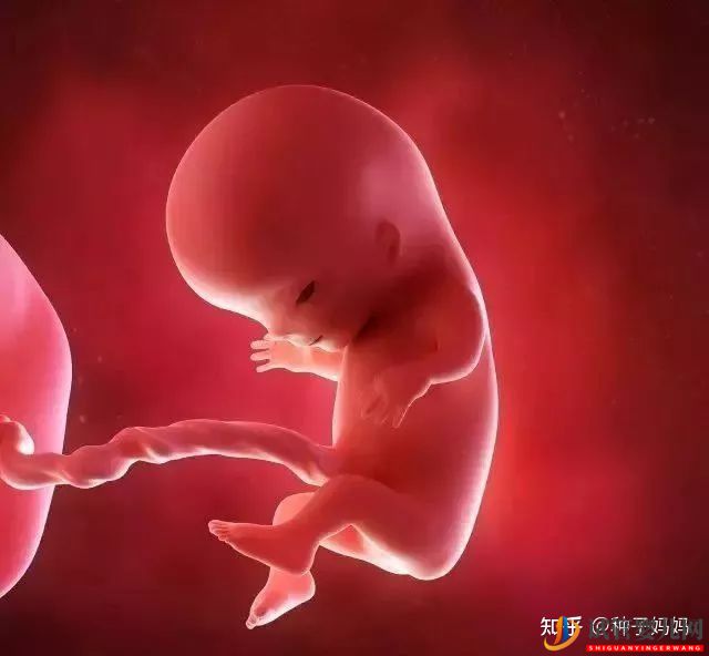 經痛赴美國做試管嬰兒有影響嗎__云南試管嬰兒價格(圖6) 經痛赴美國做試管嬰兒有影響嗎(圖3)