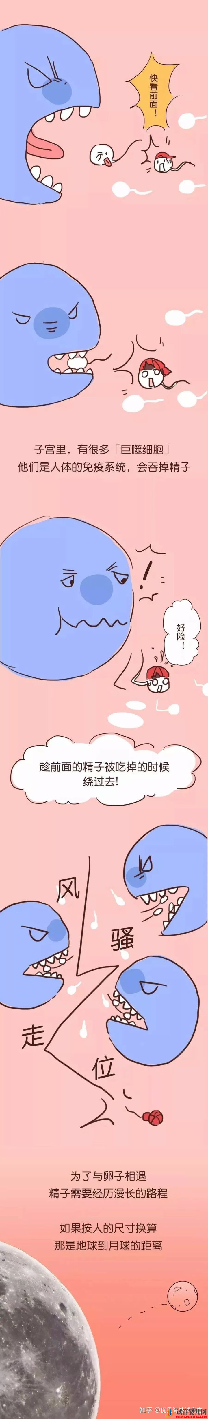 三代試管嬰兒選性別(圖5) 三代試管嬰兒選性別(圖3)