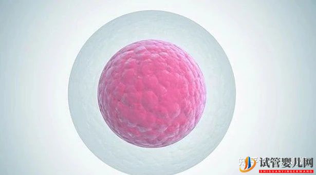 泰國做第三試管女性受罪嗎(圖4)