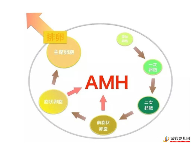AMH是如何影響女性卵子儲備的，對做試管有影響嗎？(圖1)