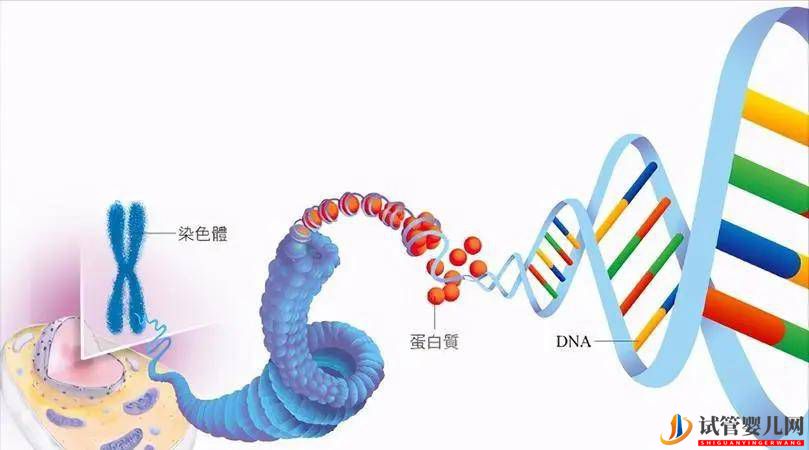 試管嬰兒：怎么避免生出有遺傳病的孩子？(圖1)