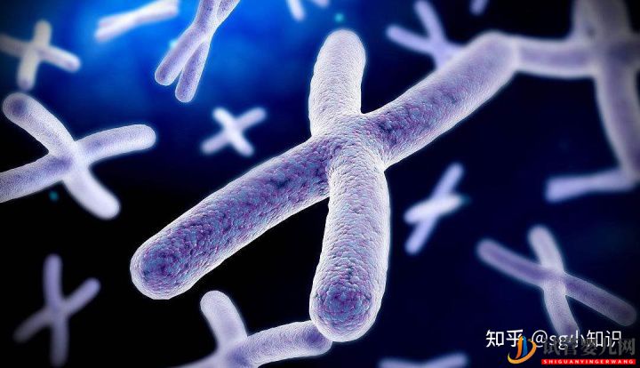 第三代試管嬰兒染色體篩查的作用(圖1)