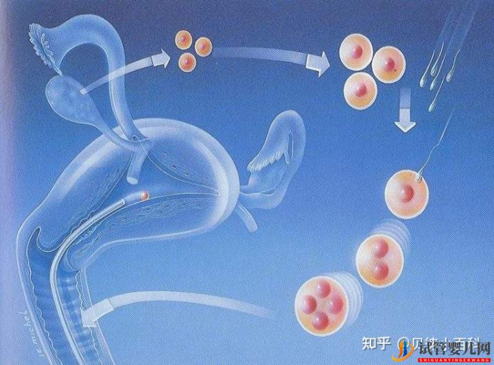 三代試管是什么,費用為什么比一代二代貴(圖6)