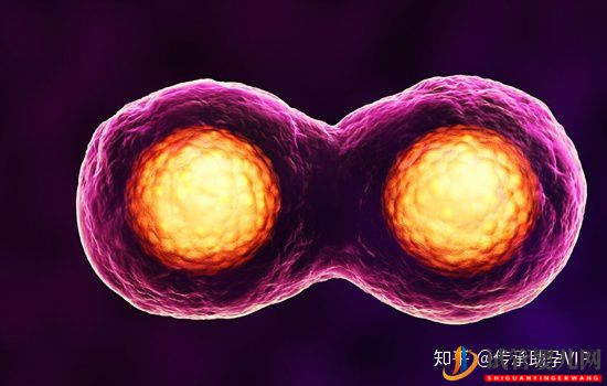 試管嬰兒的具體步驟、過程詳解(圖1)