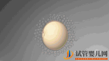 第三代試管嬰兒真的最好最先進嗎_國內哪里可以做(圖1)