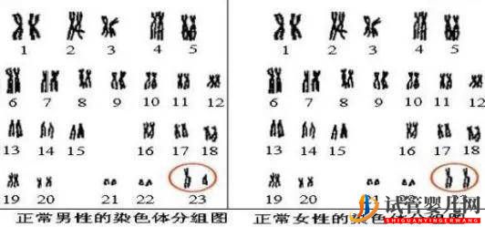 夫妻染色體正常，為什么胚胎染色體異常？(圖1)