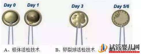 三代試管知男女的必經之路—胚胎活檢術(圖1)