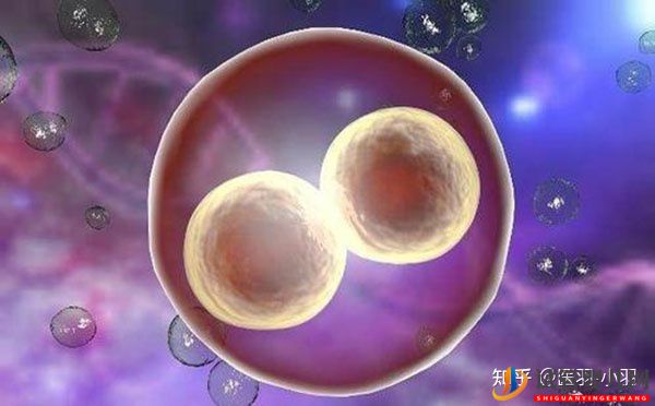 試管嬰兒網(wǎng):40歲以后做試管嬰兒成功率有多少(圖3) 40歲以后做試管嬰兒成功率有多少(圖2)