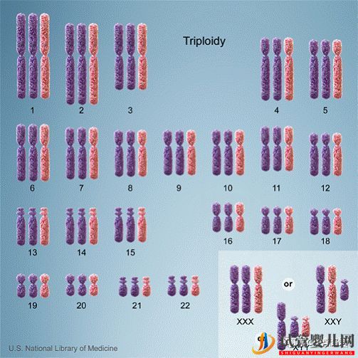 胚胎異常染色體都是我的鍋,我背了!(圖4)