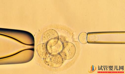 試管嬰兒的鮮胚、囊胚、凍胚,都有說明區別已經成功率(圖1)