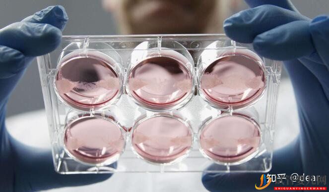 試管移植囊胚成功率多少,如何調理增加成功率(圖5)