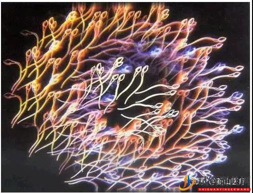 試管嬰兒幾代好一代、二代、三代先辨別清楚(圖3)