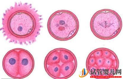 試管嬰兒一代至三代到底有什么樣的區別(圖4) 試管嬰兒一代至三代到底有什么樣的區別(圖4)
