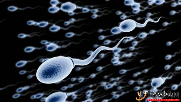 無精癥患者做試管嬰兒會成功嗎這要視情況而定(試管嬰兒費用大概要多少錢)(圖3) 無精癥患者做試管嬰兒會成功嗎這要視情況而定(圖2)