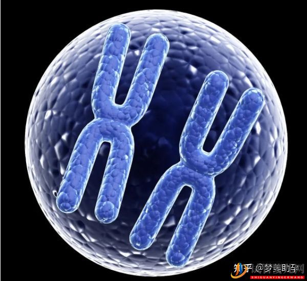 美國試管胚胎移植幾個最好呢(圖6)