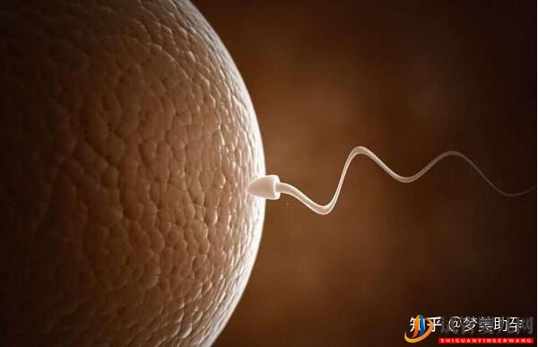 赴美做試管嬰兒的具體操作流程(圖10)