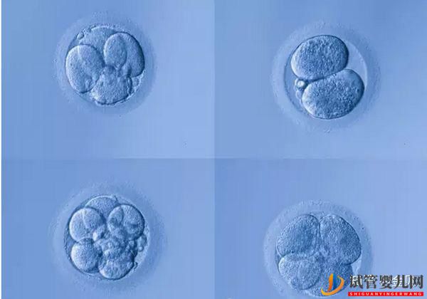 泰國試管真的好嗎？(圖3)