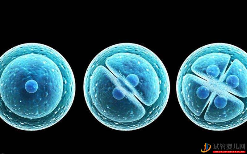 三代試管嬰兒哪種移植方式比較好？(圖1)