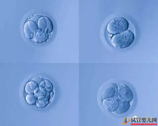 囊胚級別劃分,什么級別的囊胚成功率最高(圖1)