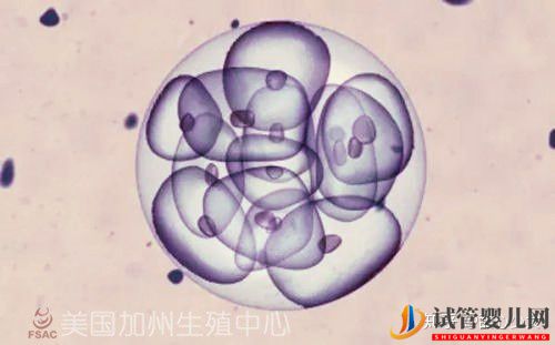 美國試管嬰兒指南如何科學(xué)提高成功率(圖3)