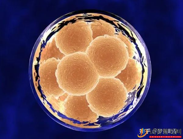 美國試管嬰兒移植囊胚的成功率能達到多少(圖3)