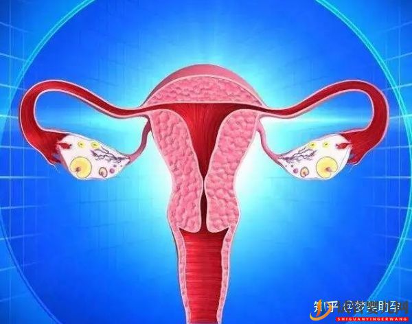 美國試管嬰兒移植囊胚的成功率能達到多少(圖5)