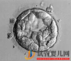 美國(guó)試管嬰兒這樣的囊胚才是極好的!(試管嬰兒多少錢(qián))(圖13) 美國(guó)試管嬰兒這樣的囊胚才是極好的!(圖7)