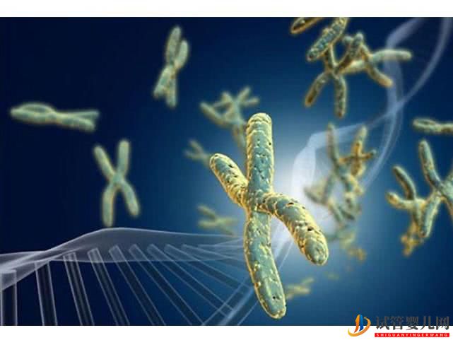 染色體異常能做試管嬰兒嗎？(圖1)