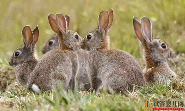 2023年兔寶寶出生在幾月旺父母?(圖1) 2023年兔寶寶出生在幾月旺父母?(圖1)